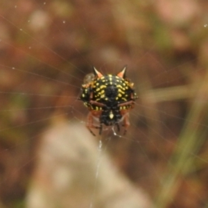 Austracantha minax at Carwoola, NSW - 26 Feb 2022