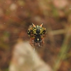 Austracantha minax (Christmas Spider, Jewel Spider) at Carwoola, NSW - 26 Feb 2022 by Liam.m