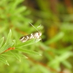 Cosmopterigidae (family) (Unidentified Cosmopterigid moth) at Carwoola, NSW - 26 Feb 2022 by Liam.m