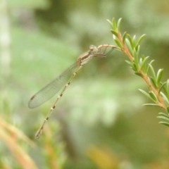 Austrolestes leda (Wandering Ringtail) at QPRC LGA - 26 Feb 2022 by Liam.m