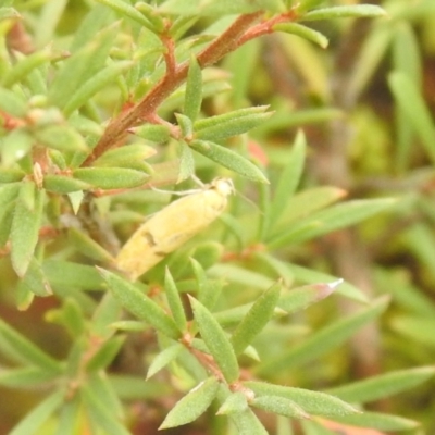 Endeolena aurinatella (A concealer moth) at QPRC LGA - 26 Feb 2022 by Liam.m