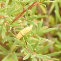 Endeolena aurinatella (A concealer moth) at Carwoola, NSW - 26 Feb 2022 by Liam.m