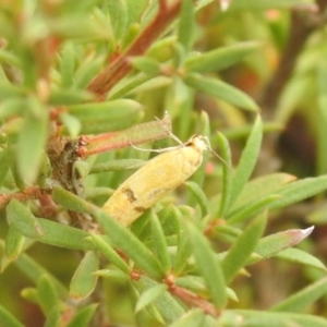 Endeolena aurinatella at Carwoola, NSW - suppressed