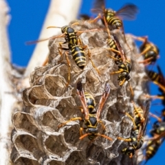 Polistes (Polistes) chinensis (Asian paper wasp) at Macgregor, ACT - 11 Mar 2022 by Jholeana