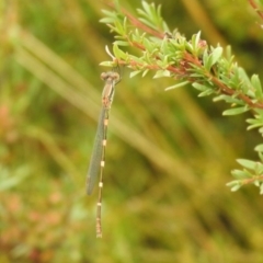 Austrolestes leda (Wandering Ringtail) at Carwoola, NSW - 26 Feb 2022 by Liam.m