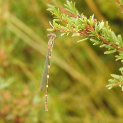 Austrolestes leda (Wandering Ringtail) at Carwoola, NSW - 26 Feb 2022 by Liam.m