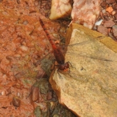 Diplacodes bipunctata (Wandering Percher) at Carwoola, NSW - 26 Feb 2022 by Liam.m