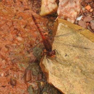 Diplacodes bipunctata (Wandering Percher) at QPRC LGA - 26 Feb 2022 by Liam.m