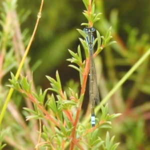 Ischnura heterosticta at Carwoola, NSW - 26 Feb 2022