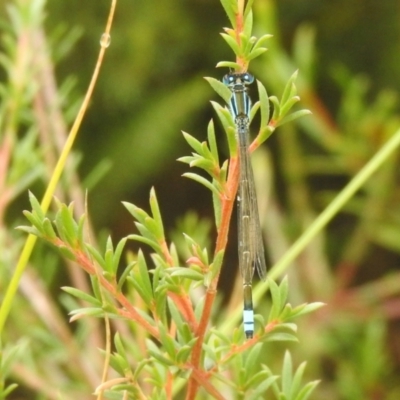 Ischnura heterosticta (Common Bluetail Damselfly) at QPRC LGA - 26 Feb 2022 by Liam.m