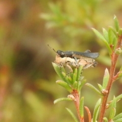 Perbellia picta (White-tipped Perbellia) at Carwoola, NSW - 26 Feb 2022 by Liam.m