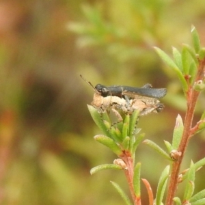 Perbellia picta at Carwoola, NSW - 26 Feb 2022