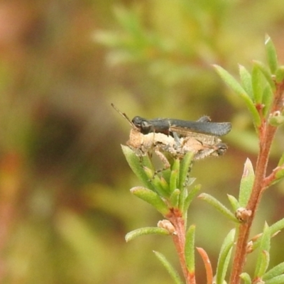 Perbellia picta (White-tipped Perbellia) at Carwoola, NSW - 26 Feb 2022 by Liam.m