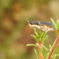 Perbellia picta at Carwoola, NSW - 26 Feb 2022