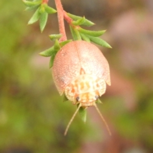 Paropsis atomaria at Carwoola, NSW - suppressed