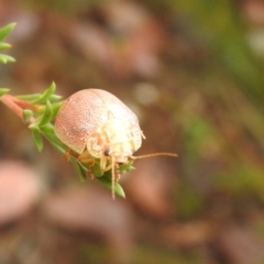 Paropsis atomaria at Carwoola, NSW - 26 Feb 2022