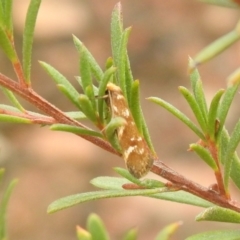 Palimmeces (genus) (a Philobota Group moth) at Carwoola, NSW - 26 Feb 2022 by Liam.m