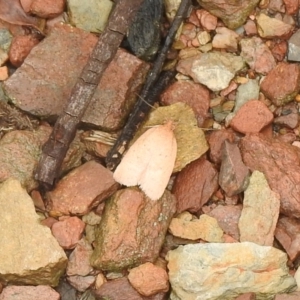 Oecophoridae (family) at Carwoola, NSW - suppressed