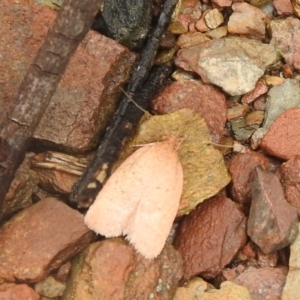 Oecophoridae (family) at Carwoola, NSW - suppressed