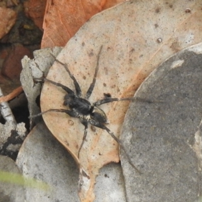Unidentified Spider (Araneae) at QPRC LGA - 5 Mar 2022 by Liam.m