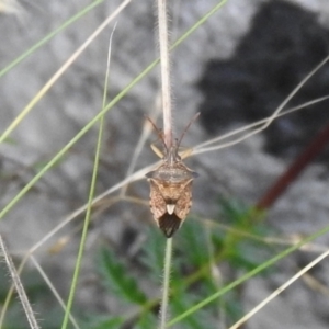 Oechalia schellenbergii at Carwoola, NSW - 5 Mar 2022