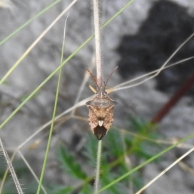 Oechalia schellenbergii (Spined Predatory Shield Bug) at Carwoola, NSW - 5 Mar 2022 by Liam.m