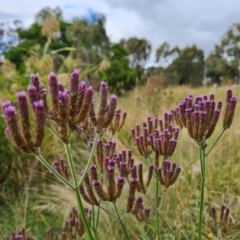 Verbena incompta (Purpletop) at O'Malley, ACT - 19 Mar 2022 by Mike