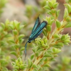 Pollanisus viridipulverulenta (Satin-green Forester) at Carwoola, NSW - 12 Mar 2022 by Liam.m