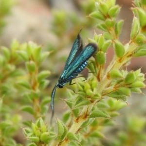 Pollanisus viridipulverulenta at Carwoola, NSW - suppressed