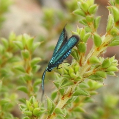 Pollanisus viridipulverulenta (Satin-green Forester) at Carwoola, NSW - 12 Mar 2022 by Liam.m