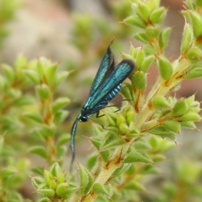 Pollanisus viridipulverulenta (Satin-green Forester) at QPRC LGA - 11 Mar 2022 by Liam.m