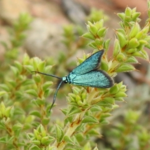 Pollanisus viridipulverulenta at Carwoola, NSW - suppressed