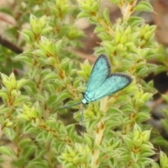 Pollanisus viridipulverulenta at Carwoola, NSW - 12 Mar 2022