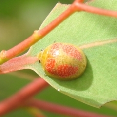 Paropsisterna fastidiosa (Eucalyptus leaf beetle) at QPRC LGA - 11 Mar 2022 by Liam.m