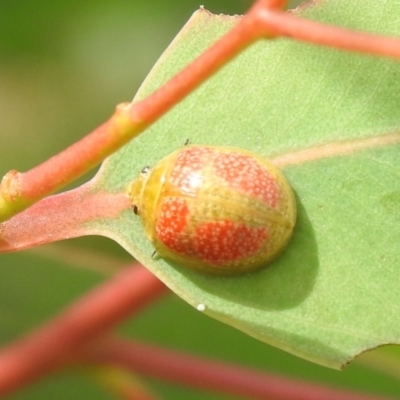 Paropsisterna fastidiosa (Eucalyptus leaf beetle) at Carwoola, NSW - 12 Mar 2022 by Liam.m