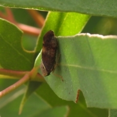 Brunotartessus fulvus (Yellow-headed Leafhopper) at Carwoola, NSW - 12 Mar 2022 by Liam.m