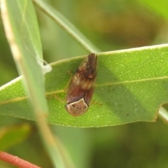 Brunotartessus fulvus at Carwoola, NSW - suppressed