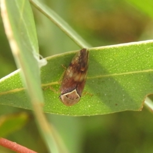 Brunotartessus fulvus at Carwoola, NSW - 12 Mar 2022