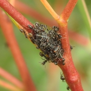 Anonychomyrma sp. (genus) at Carwoola, NSW - 12 Mar 2022