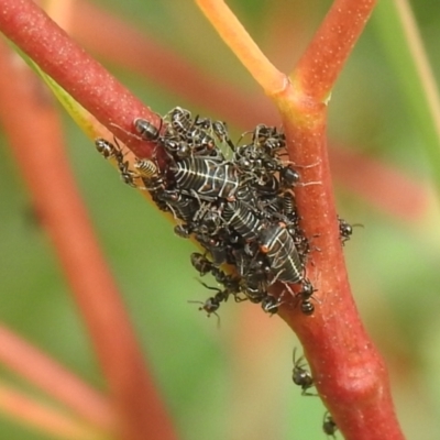 Anonychomyrma sp. (genus) (Black Cocktail Ant) at QPRC LGA - 11 Mar 2022 by Liam.m