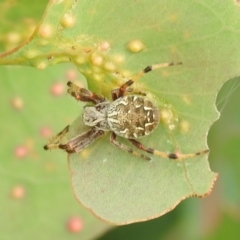 Araneinae (subfamily) (Orb weaver) at QPRC LGA - 11 Mar 2022 by Liam.m