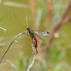 Echthromorpha intricatoria (Cream-spotted Ichneumon) at Carwoola, NSW - 12 Mar 2022 by Liam.m