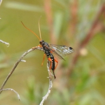 Echthromorpha intricatoria (Cream-spotted Ichneumon) at Carwoola, NSW - 11 Mar 2022 by Liam.m