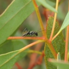 Camponotus aeneopilosus (A Golden-tailed sugar ant) at Carwoola, NSW - 12 Mar 2022 by Liam.m