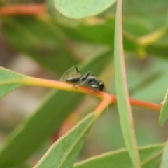Camponotus aeneopilosus at Carwoola, NSW - 12 Mar 2022