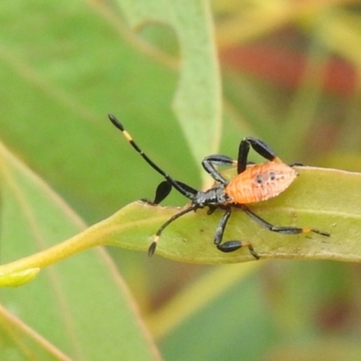 Coreidae (family) (Coreid plant bug) at Carwoola, NSW - 12 Mar 2022 by Liam.m