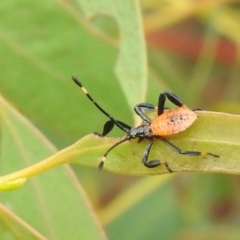 Coreidae (family) (Coreid plant bug) at Carwoola, NSW - 11 Mar 2022 by Liam.m