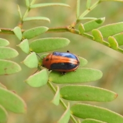 Calomela curtisi (Acacia leaf beetle) at Carwoola, NSW - 12 Mar 2022 by Liam.m