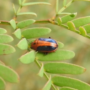 Calomela curtisi at Carwoola, NSW - suppressed