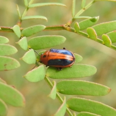 Calomela curtisi (Acacia leaf beetle) at Carwoola, NSW - 12 Mar 2022 by Liam.m